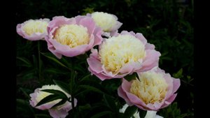 Коллекция пионов часть 2