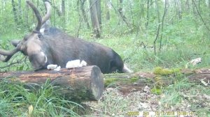 Лось на солонце