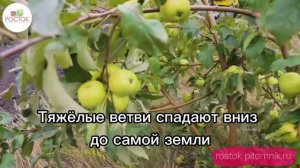 Яблоня карликовая Чудное ?