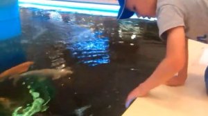 Японский карп кои (парчовый карп)❤ Позитивное видео для хорошего настроения