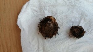 Клубни бегонии через год после посева семенами #бегония #Клубнибегониичерезгод