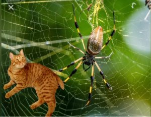 Что такое "кошачий поцелуй" и в чём польза пауков для дома и природы