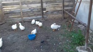 Хотим вывести мулардов в домашних условиях // Купили мускусного селезня // Пекинские утки //