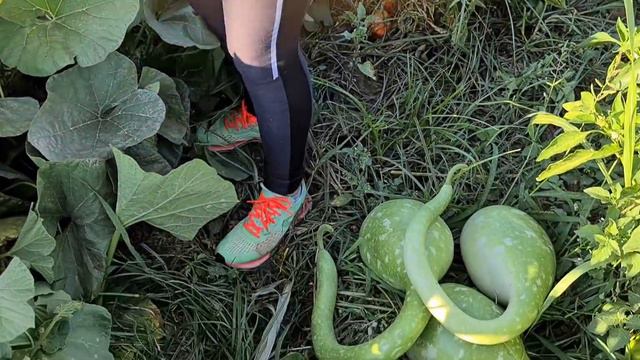 CALABAZAS EN FORMA DE CISNE 🦩 para decorar patios, FLORES FERRERA 🌹 la coge de la planta 🦩 смотреть онлайн