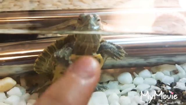 Чем кормить красноухих черепах. ? смотреть онлайн