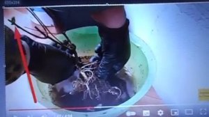 01. 05 2023 г.  Гортензия Bonfire пошла в рост.  Не могу не возмущаться на всякую чушь.