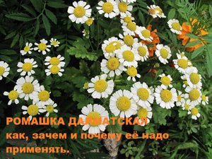 Голова садовая -  Пиретрум. Безопасное уничтожение насекомых