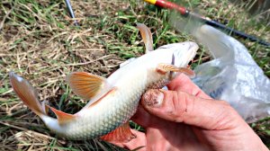 Как и где ловить жирненькую плотву в ноябре перед ледоставом. Плотва в ноябре секреты ловли.