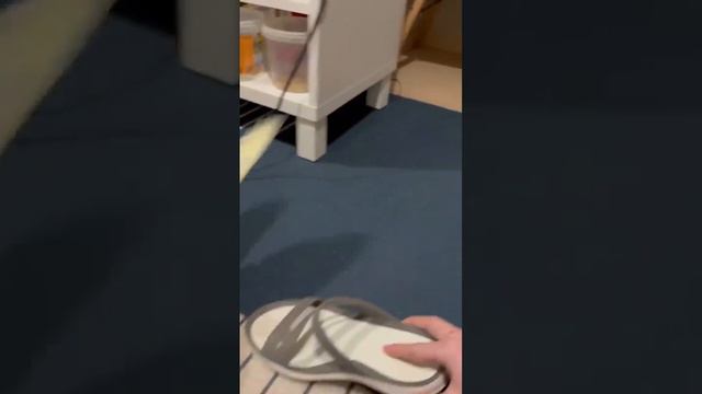 Приколы с животными 2023. Самые веселые забавные смешные животные. Смешные кошки и собаки. смотреть онлайн