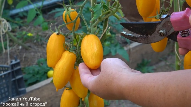 СУПЕР УРОЖАЙНЫЙ,ОЧЕНЬ КРАСИВЫЙ ТОМАТ БАНАНОВЫЕ НОГИ! ЛУЧШИЕ ТОМАТЫ