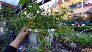 осень, готовлю  фуксии на зимовку,#осенняя обрезка,фуксии # ???