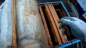 Белковая подкормка пчёл ранней весной.