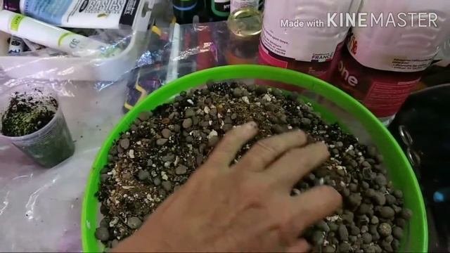 Покупка клубней видовых цикламенов. Получила посылку из Голландии.Что с ними делать?