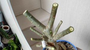 ✂️ Обрезка АДЕНИУМА ? КОРИЦА неожиданно огорчила... ? #адениум #adenium