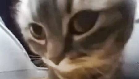 смотрим скибиди толчки