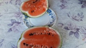 выращиваем и дегустируем арбузы