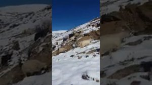 Ашыг маhнысы.мутлаг гулаг асын СУПЕРДИ