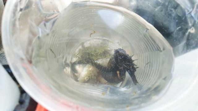 ШОК!!! Споймали беременого МОРСКОГО КОНЯ. Родил много морских коней смотреть онлайн