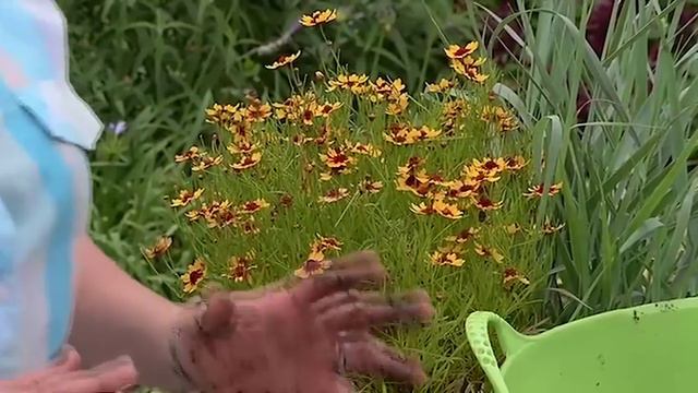 Potting Recipe With Coleus смотреть онлайн