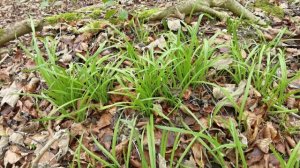 Identifying Edible plants : Allium triquertum - 3 cornered leek.