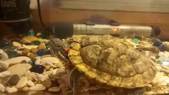 Черепашка в аквариуме