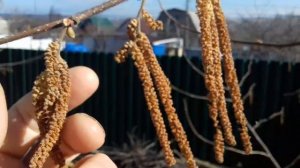 Фундук Трапезунд.Влияние подвоя на прививки.