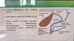 КЧ 12-перстная кишка