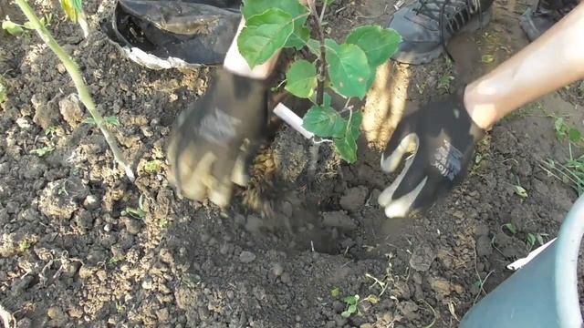 Посадка яблони летом - все очень просто и без заморочек