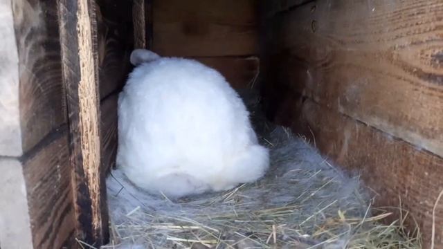 Кролики//снова не кроются//поменял крольчих местами смотреть онлайн