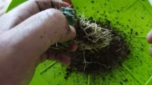 Как пересадить кактус? Пересадка кактуса. Советы по уходу за кактусом