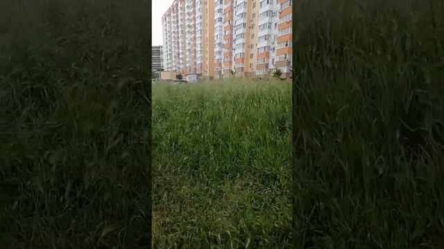 Дети теряются в траве в Южном районе Новороссийска