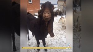 Козел породы Камори 100%.В феврале от него ожидаются козлята,все будут выставляться на продажу.