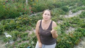Укоренение клубники без маточного куста.Проверенный метод!
