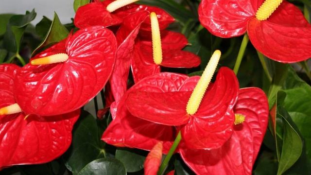 Вот 5 комнатных растений опасных для детей и домашних животных смотреть онлайн