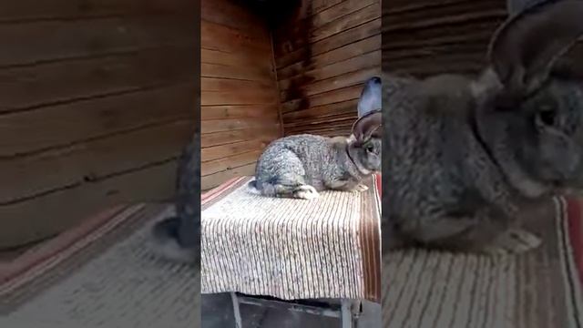 Кролики немецкий великан, Kaninchen deutscher Riese, окраса-Агути смотреть онлайн