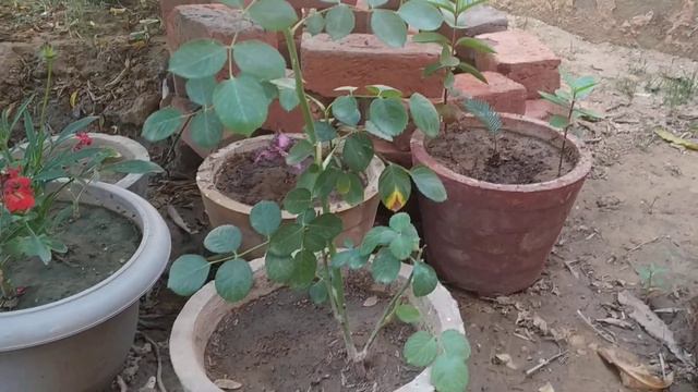 How to care rose plant in summer/ गर्मियों मे गुलाब के पौधे की देखभाल कैसे करें/Gardening care/
