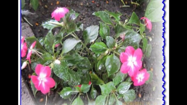 А у Вас растут на участке эти замечательные цветы? смотреть онлайн