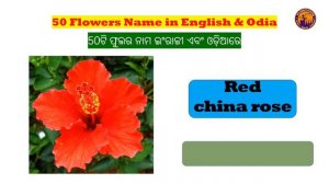 50 Flowers Name with Pictures in English to Odia | ଫୁଲର ନାମ | Name of Flowers in English_Odia