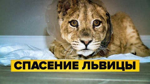 Московские врачи спасают львицу, пострадавшую от рук фотографа