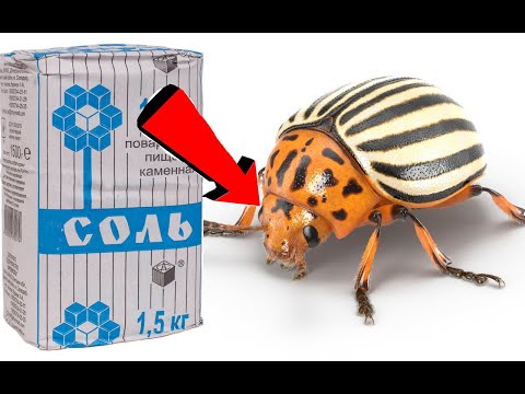 КАК ИЗБАВИТЬСЯ ЗА 3 МИНУТЫ ОТ КОЛОРАДСКОГО ЖУКА НА КАРТОШКЕ!.mp4
