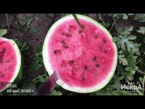 Арбуз Кримсон Свит. Сортовой.