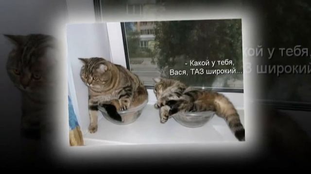 Весёлые картинки смотреть онлайн