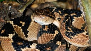 Змей Мира №8 - Бушмейстер / Lachesis muta