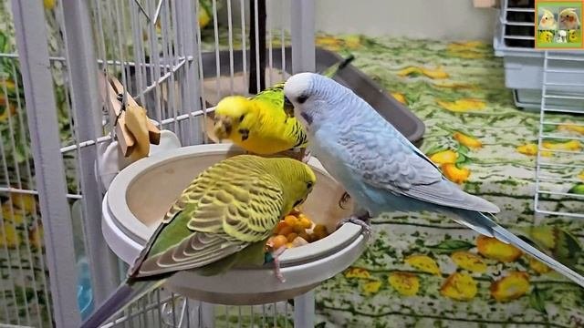 Funny Parrotszotti 305. Life Of Cockatiels And Budgies. Жизнь корелл и волнистых попугаев