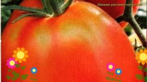 Томат обыкновенный Царевна Лебедь красный. Краткий обзор, описание характеристик, где купить семена