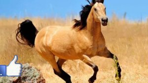 ТУШ ТАБРИ!!.ТУШДА ОТ КЎРСА НИМА БУЛАДИ БУ ЁМОНМИ? МАНА ТЕЗДА  ВИДЕОДА БИЛИБ ОЛИНГ...