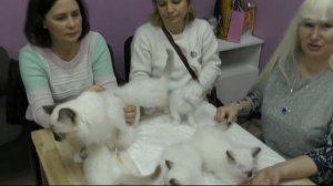 Священная бирма в профессиональных клубах кошек системы РСА.