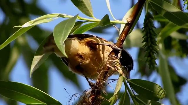 Ремез, прирожденный пернатый строитель. смотреть онлайн