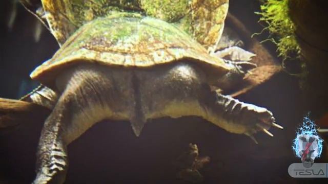 Коко Шанель была НАЦИСТОМ 30 ФАКТОВ, в которые ВЫ НЕ ПОВЕРИТЕ! смотреть онлайн