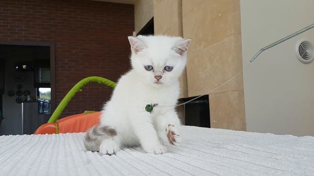 Шотландский голубоглазый котенок